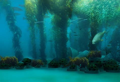 Unraveling the Mysteries of Santa Barbara's Magical Kelp